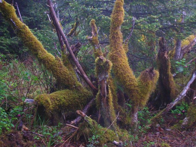 Moss covered stumps. Picture