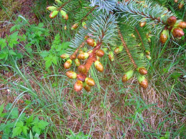 Sitka spruce cones? Picture