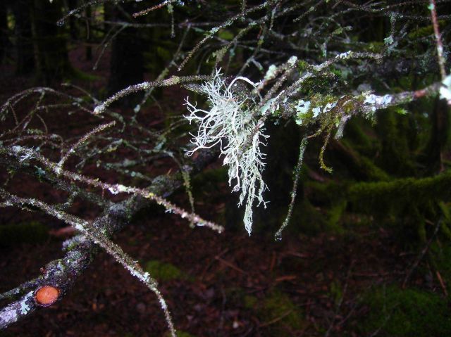 A strange appearing white plant growing on mossy branches. Picture