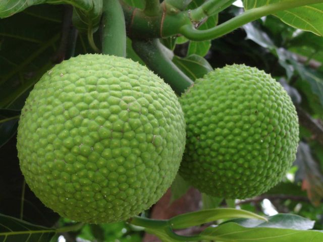 Breadfruit prior to harvesting on a tree in American Samoa. Picture