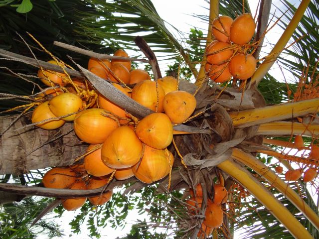 Coconuts grow everywhere on American Samoa. Picture