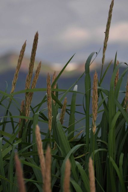 Grass seed heads or spikelets near sea level at Dutch Harbor Picture