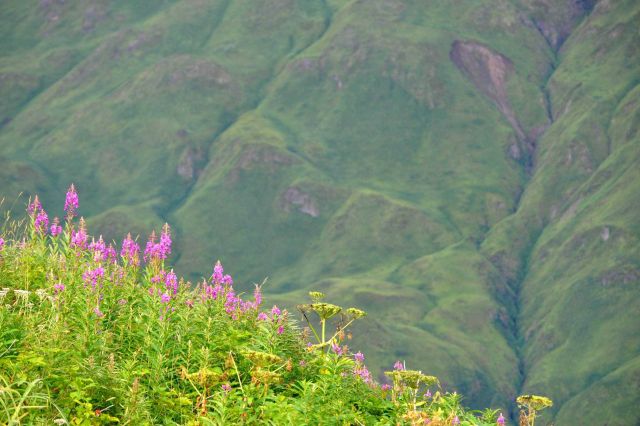 Lupin and Queen Anne's lace on a ridge above Dutch Harbor. Picture