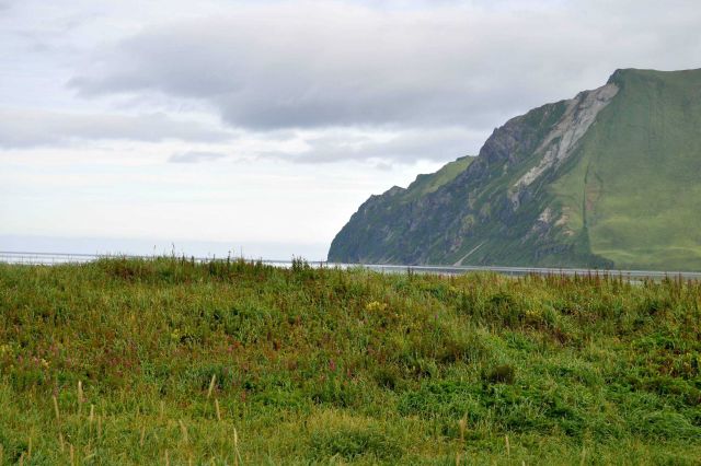 Grass, lupin, and a few yellow flowers near the waters edge at Dutch Harbor. Picture