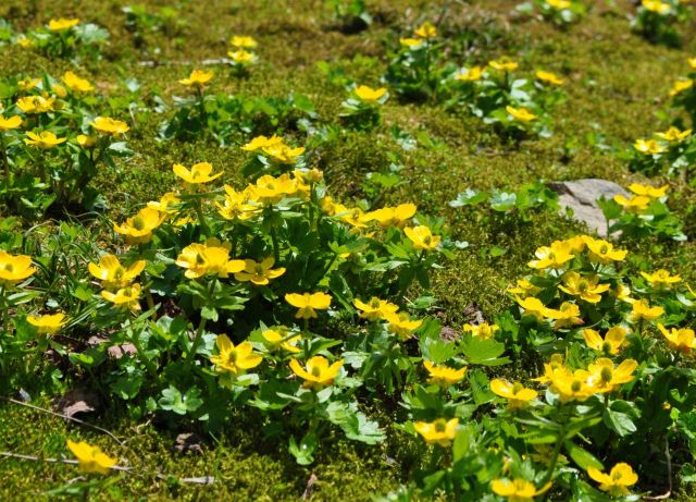Yellow waxy looking flowers on the high ridges above Dutch Harbor. Picture