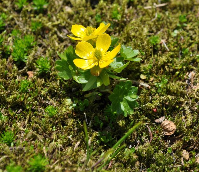 Yellow waxy looking flower on the high ridges above Dutch Harbor. Picture