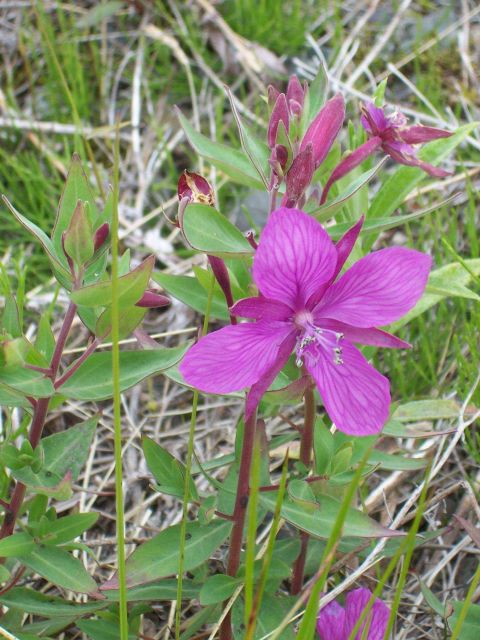 A beautiful purple Arctic wildflower. Picture