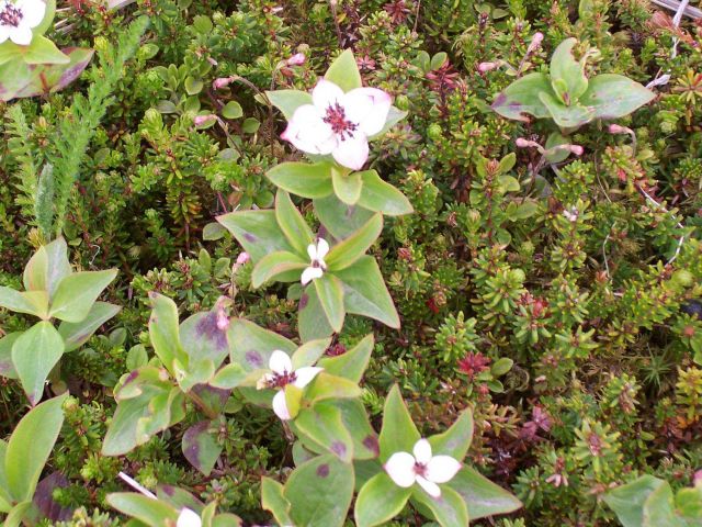 Beautiful white with pink fringes Arctic wildflowers. Picture