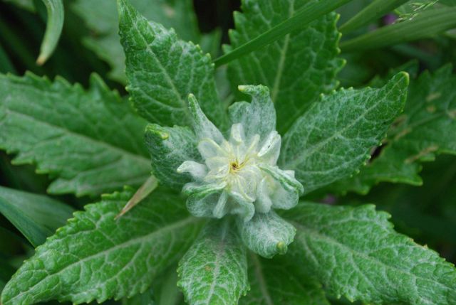 A white and yellow Arctic flower? or something else? Picture