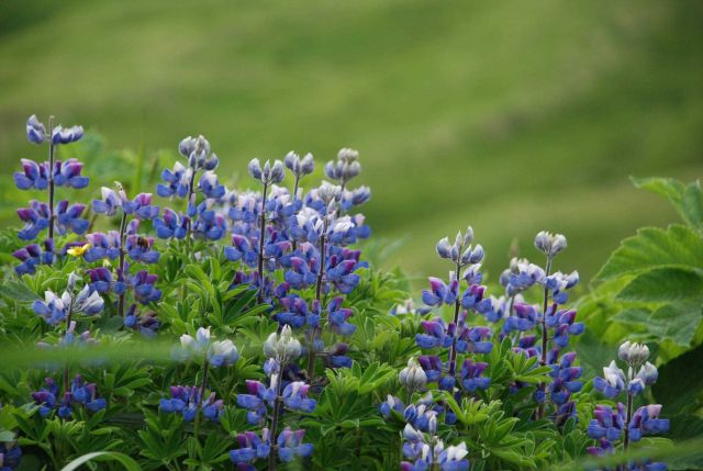 Purple lupin with white tips at Dutch Harbor. Picture
