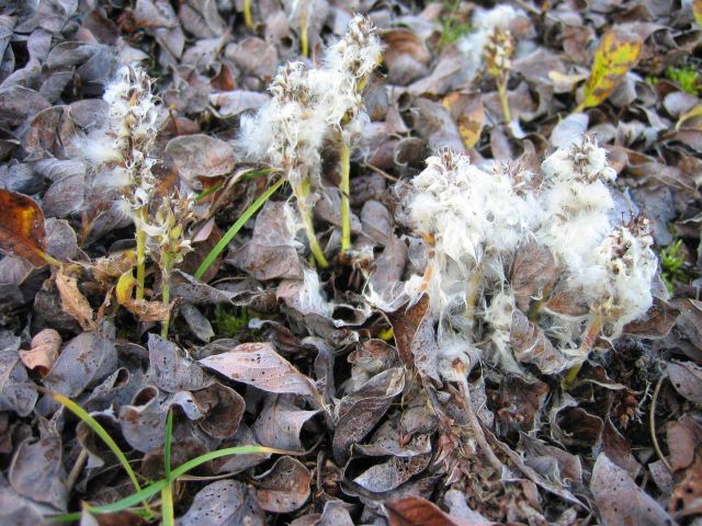 to be small thorns at end of leaves. Picture
