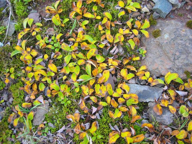 Groundhugging deciduous plant with leaves turning yellow in early autumn. Picture