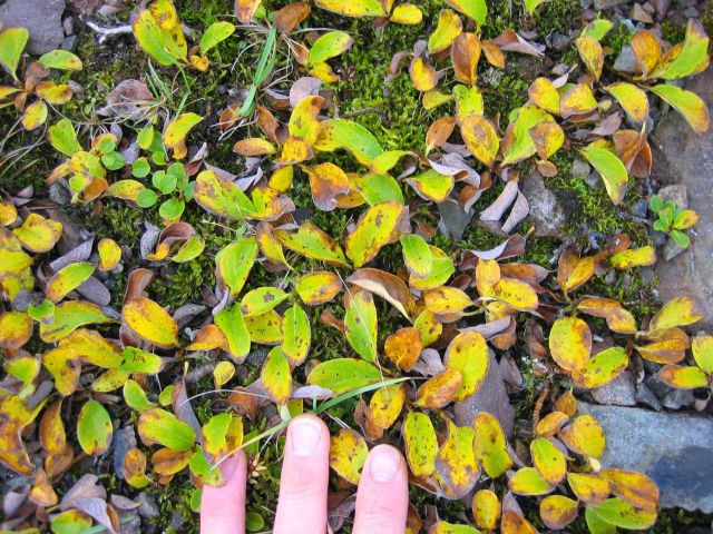 Groundhugging deciduous plant with leaves turning yellow in early autumn. Picture
