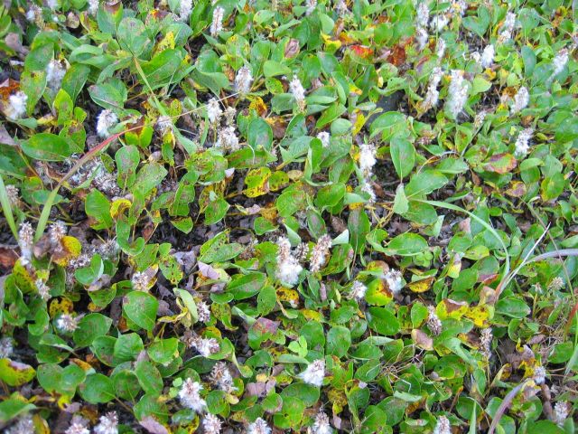Green and yellow low plants with white fuzzy remnants of what might be Eskimo cotton. Picture