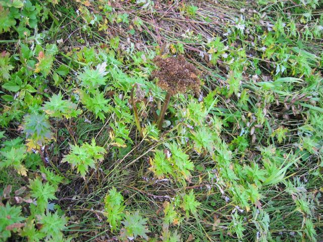 Grass and large leaf green plants Picture