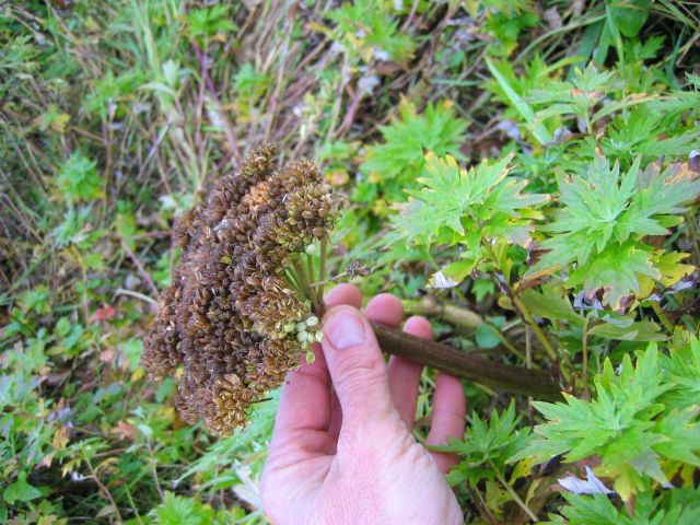 Plant ready to shed seeds? Picture