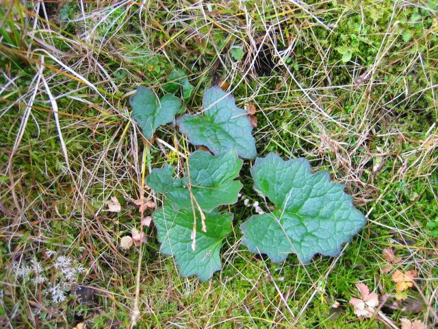 A shiny green broad-leaf ground hugging plant with purple edges and what appear to be small thorns at end of leaves. Picture