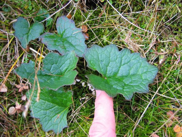 A shiny green broad-leaf ground hugging plant with purple edges and what appear to be small thorns at end of leaves. Picture
