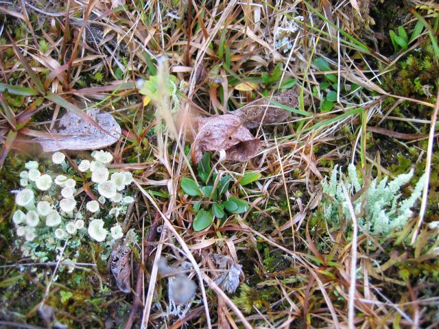 Green plant appearing to be a succulent in the center of the image Picture