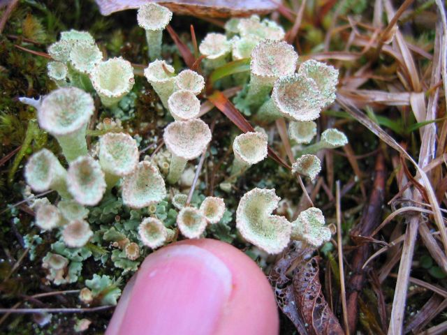 Cladonia lichen. Picture