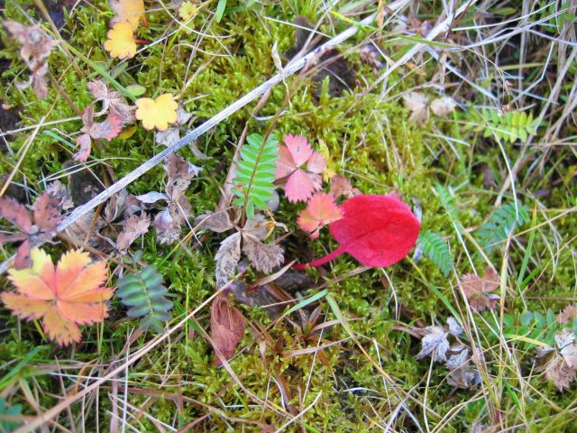 Lovely flowers Picture