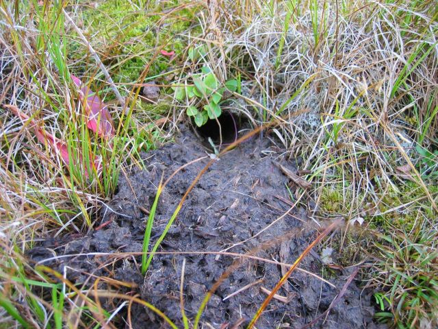 Perhaps the burrow of a St Picture