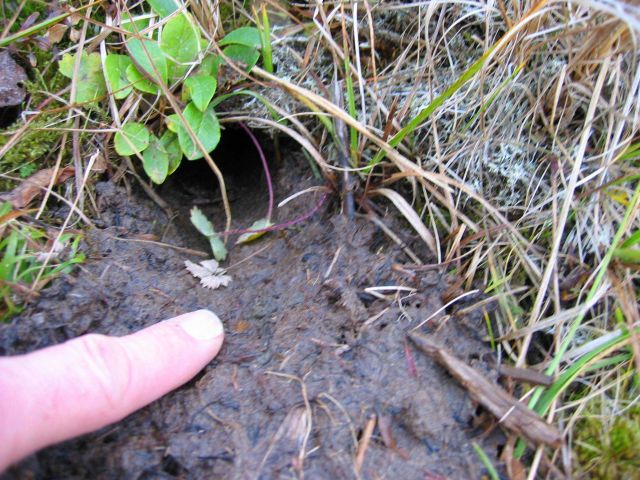 Perhaps the burrow of a St Picture