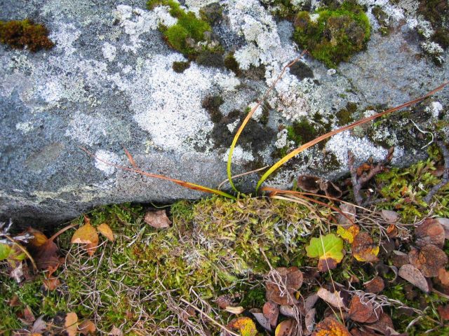 Encusting lichen and moss on a boulder. Picture