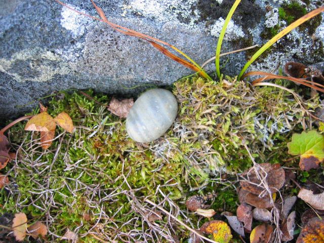 Grass, moss, and encrusting lichen Picture