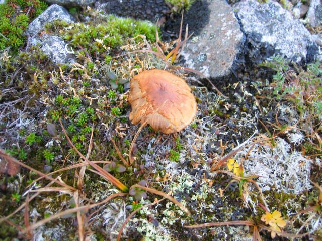 Arctic mushrooms are the reproductive part of a soil fungus that acts as a decomposer. Picture