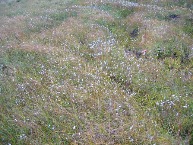Grass Picture