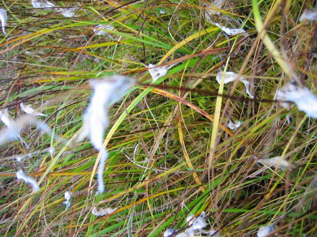 Grass Picture