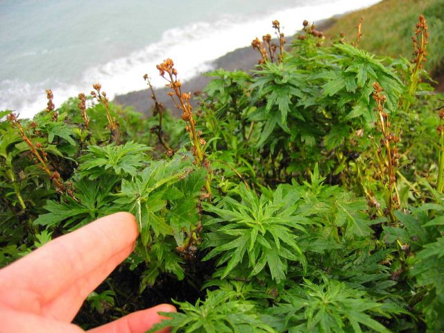 Plants near beach Picture
