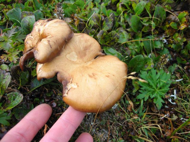 Arctic mushrooms are the reproductive part of a soil fungus that acts as a fungus that acts as a decomposer. Picture