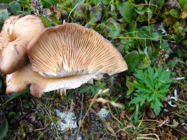 Arctic mushrooms are the reproductive part of a soil fungus that acts as a fungus that acts as a decomposer. Picture
