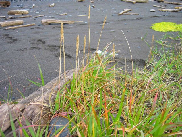 Green plants Picture