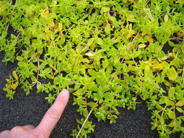 Green plants Picture