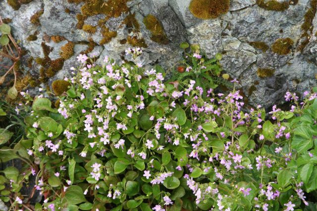 Plants and small light pink flowers Picture