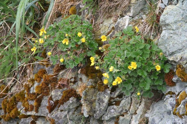 Plants and small yellow flowers Picture