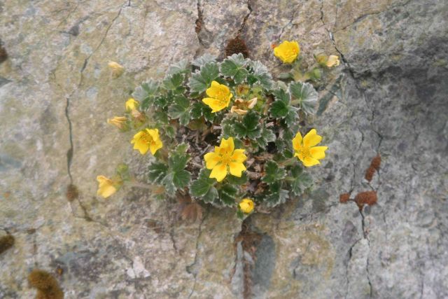 Plants and small yellow flowers Picture