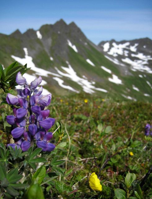 Purple lupine. Picture
