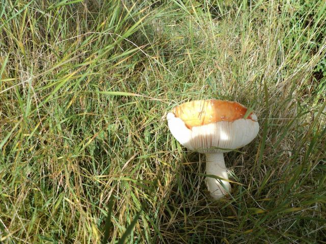 Is that a Mushroom? Picture