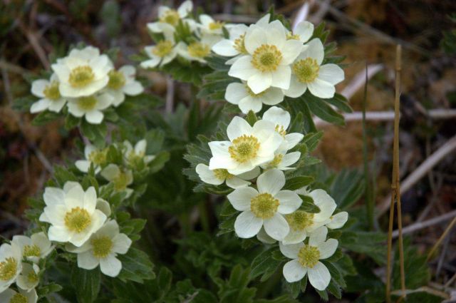 Narcissus anemones. Picture
