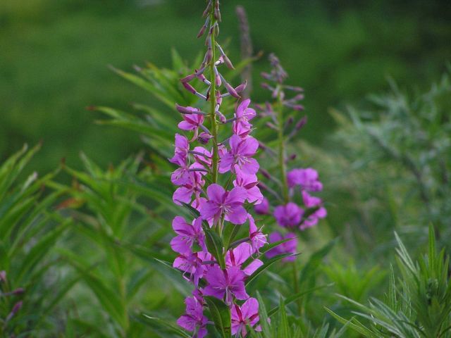 Dwarf fireweed, a traditional medicinal plant for treating wounds. Picture