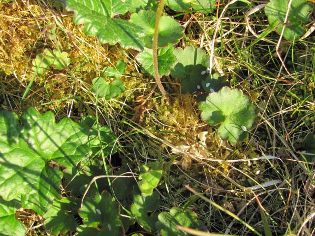 Plants and Flowers Picture