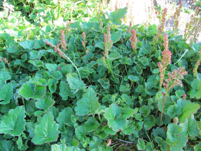 Plants and Flowers Picture