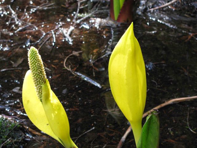 Plants and Flowers Picture