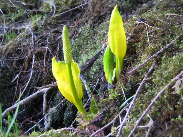 Plants and Flowers Picture