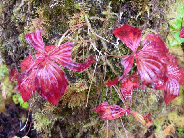 Plants and Dark red Flowers Picture