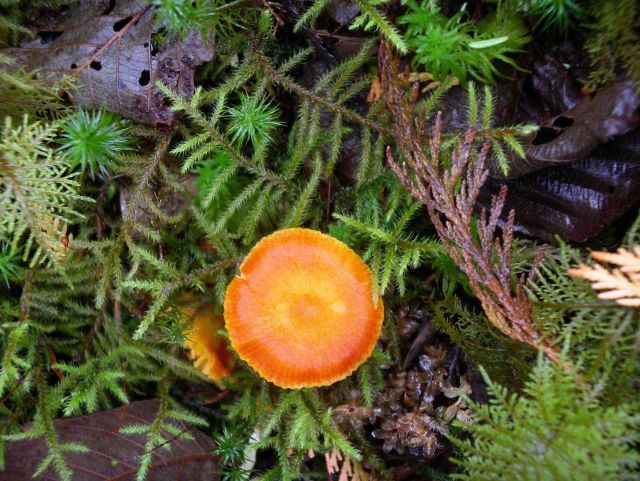 Plants and Orange Flowers Picture